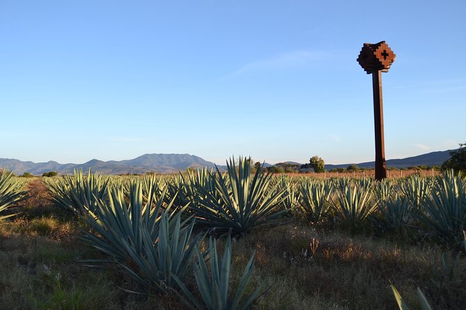 Baja’s Hidden Feast: From Smoky Mezcal to Seefood Cuisine - Bodegas de Santo Tomás: Where the Tour Shifts From Stories to Pairings