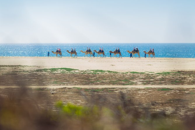 Cabo Beach Camel Ride, Mexican Buffet and Tequila Tasting - Price and Value: What You’re Really Paying for the $99