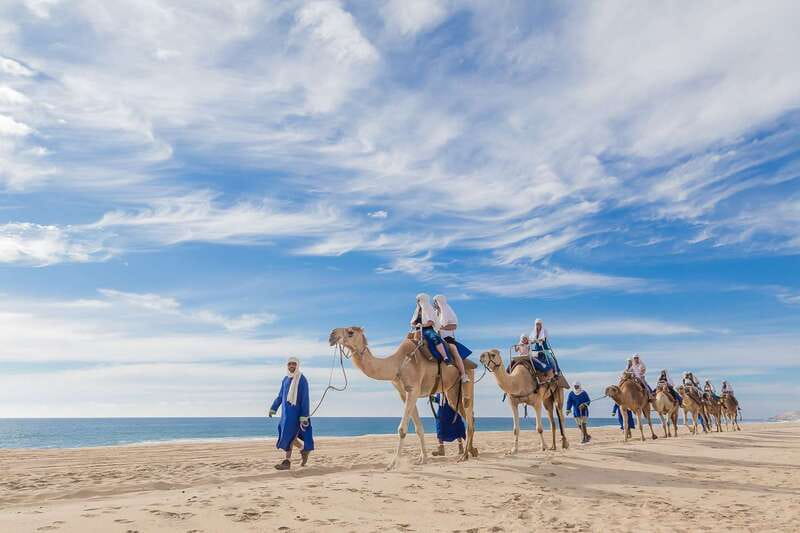 Cabo San Lucas: Camel Safari Tour with Lunch and Tequila - The Ranch Start: Desert Knowledge and Turtle Breeding Area Views