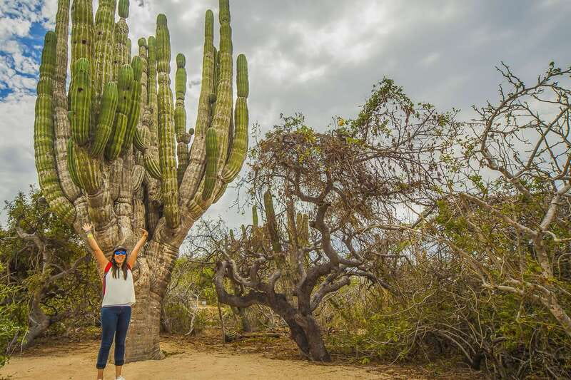 Cabo San Lucas: Camel Safari Tour with Lunch and Tequila - Desert-To-Beach Flow: Why the Walking Matters More Than You Think