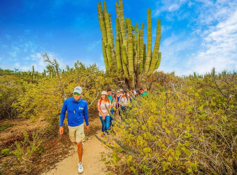 Cabo San Lucas: Camel Safari Tour with Lunch and Tequila - Whale Season Chances: What You Can Hope For in Winter
