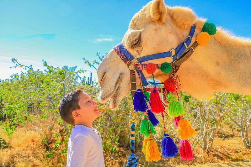 Cabo San Lucas: Camel Safari Tour with Lunch and Tequila - Price, the Park Entrance Fee, and Why the Math Matters