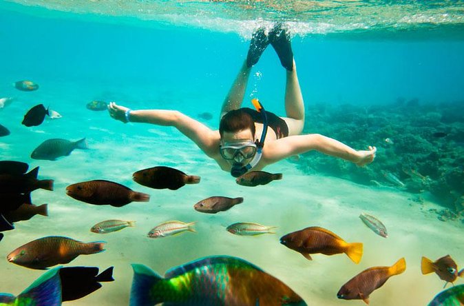 Cabo San Lucas Shopping, Tequila Tasting, and Snorkel Tour - The catamaran cruise: Santa Maria or Chileno Bay plus wildlife near Pelican Rock