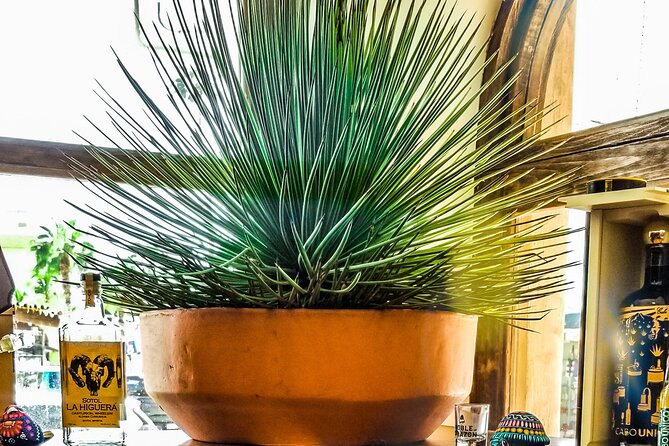 Cabo San Lucas Tequila Tasting Experience - FAQ