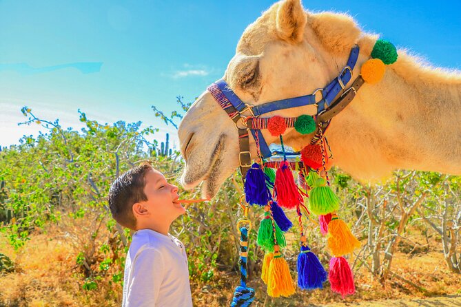 Combo Off Road 4x4 UTV Camel Ride Lunch and Tequila Tasting - Tequila and Damiana Tasting: A Fun Lesson with Drinks