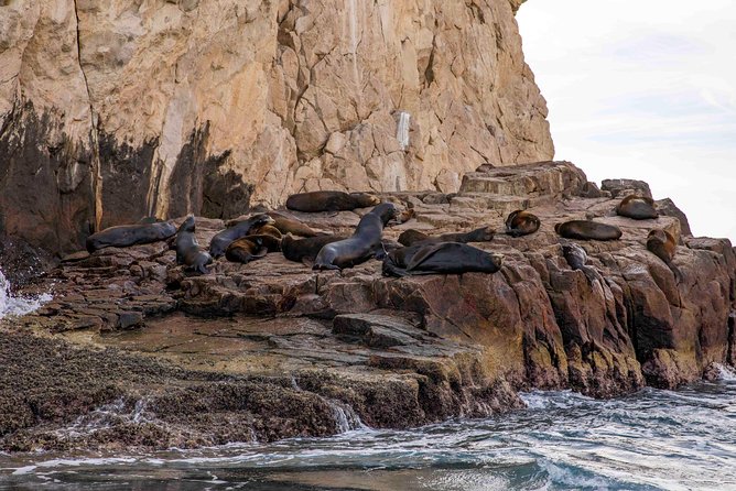 Dinner Cruise Tour in Cabo San Lucas with Tequila Tasting - Should you book this Cabo dinner cruise with tequila tasting?