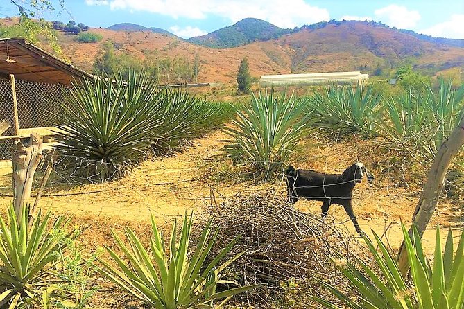 Exclusive Private Tour: Hierve el Agua with Hike, Mezcal & Gastronomy - Teotitlán del Valle: Natural Dyes and the Cochineal Red Gold of Oaxaca