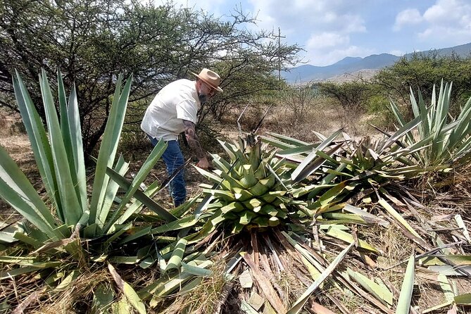Experience the Mezcal Tour in Oaxaca - Key Highlights You’ll Care About