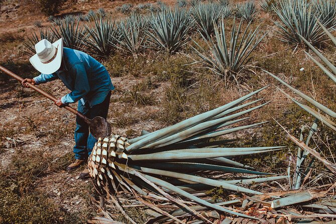 Experience the Mezcal Tour in Oaxaca - Stop 2 in Santiago Matatlán: The Family-Owned Palenque Experience