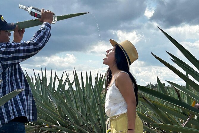 Explore Hierve el Agua, Mitla, Tule, Textile and Mezcal for a day - Tule Tree in Santa María del Tule: a living legend you can walk around