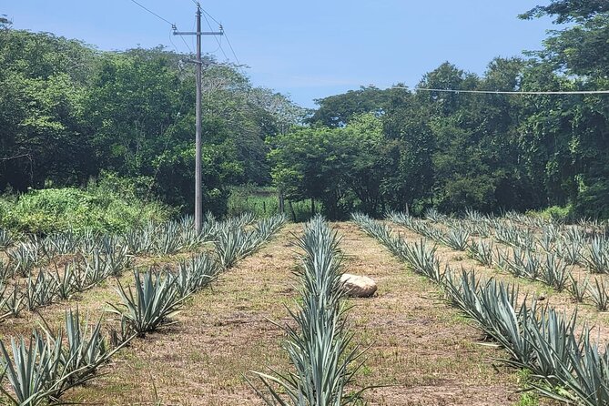 Finca 18 Puerto Vallarta Tequila Tour + Chocolate Pairing - Getting there from Puerto Vallarta: plan for the trip out