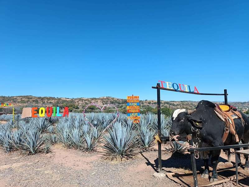 Five-star factory: Meet Orendain tequila. - Orendain’s Three Gold Medals: What You’re Really Paying For