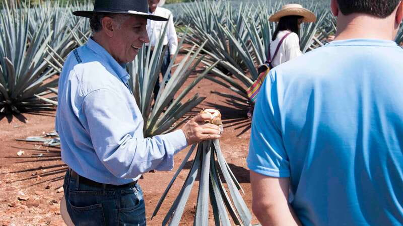 From Guadalajara: Pyramids & Jose Cuervo Tequila Tour - Inside the Guachimontones guided visit: hypotheses and what you can actually notice