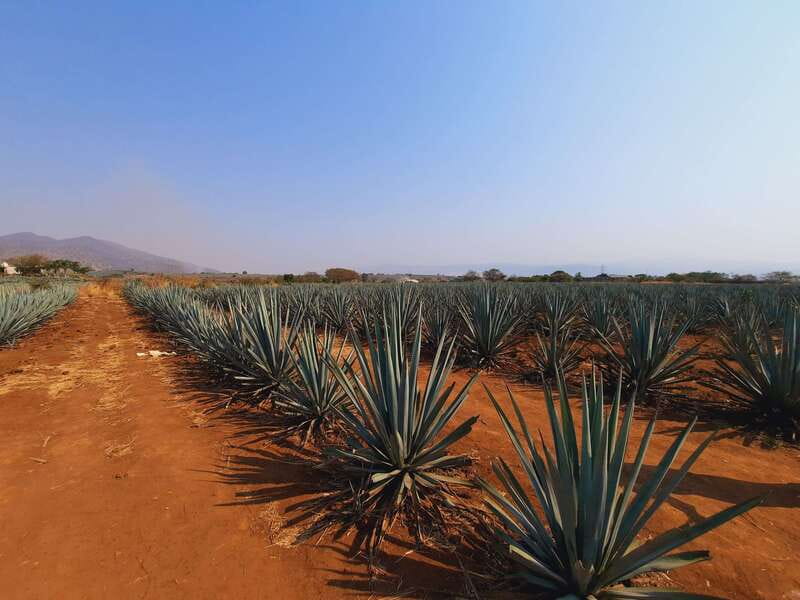 From Guadalajara: Pyramids & Jose Cuervo Tequila Tour - Lunch time and Tequila’s main plaza: where to eat and how to spend the extra hours
