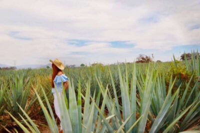 From Guadalajara: Tequila Town and Cantarito Making Tour - Traditional Premium Distillery Visit and Tequila Tasting