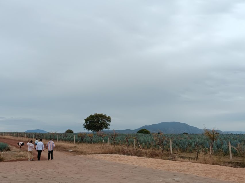 From Guadalajara: Tequila Town and Cantaritos El Guero - The Drive and the Agave-Field Photo Stops in Amatitán