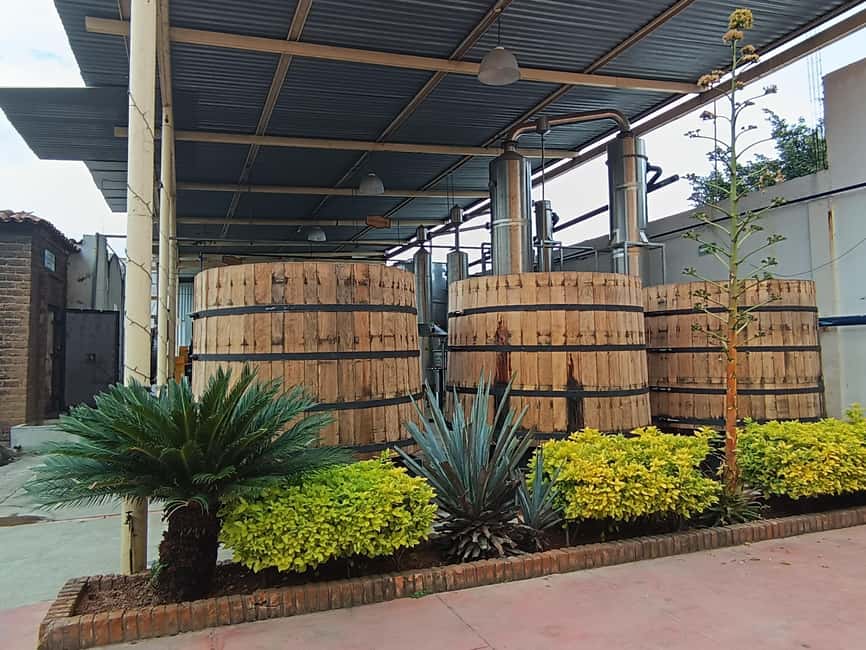 From Guadalajara: Tequila Town and Cantaritos El Guero - Lunch at Mariscos el Carnal: Convenient, With Live Mariachi