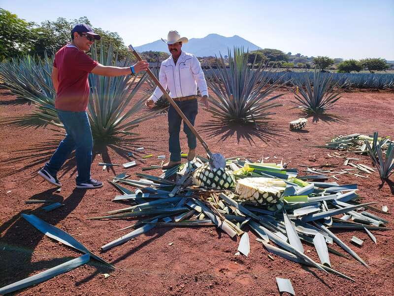 From Guadalajara: Town of Tequila & Jose Cuervo Factory Tour - A 9-hour tequila day built around real production (not just gift shops)