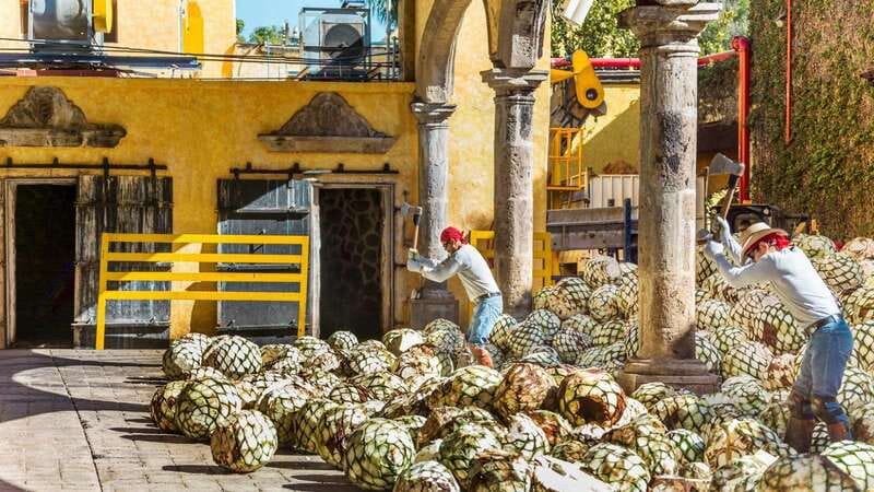 From Guadalajara: Town of Tequila & Jose Cuervo Factory Tour - The town of Tequila: downtown walking + real meal options in the main square