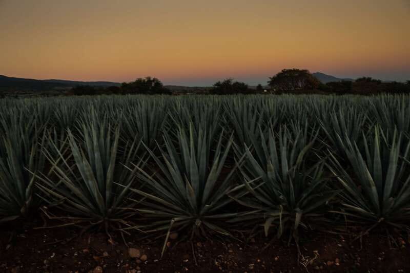 From Guadalajara: Town of Tequila & Jose Cuervo Factory Tour - Who this tour fits best (and who should skip it)