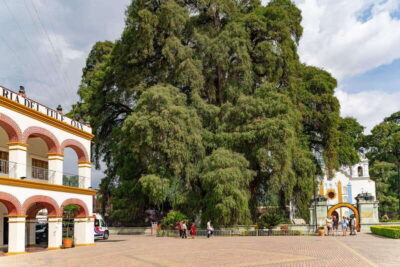 From Oaxaca: City, Mitla, and Mezcal Factory Tour - Stop 1: El Tule Tree and the wow-factor of age