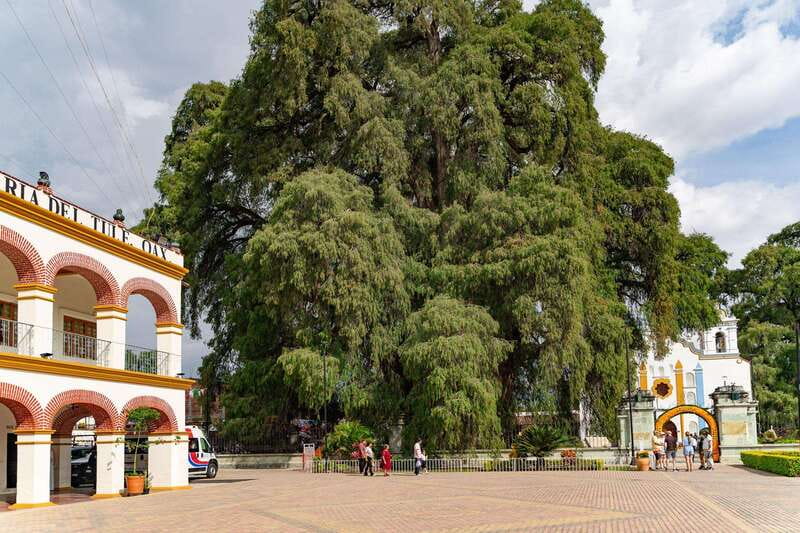 From Oaxaca: City, Mitla, and Mezcal Factory Tour - Stop 1: El Tule Tree and the wow-factor of age