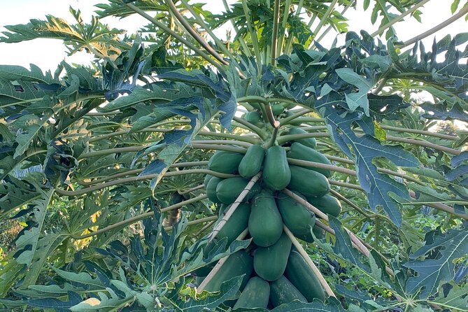Fruit Garden and Mezcal Tasting Tour with Lunch Included - Ranch Pickup and the Drive From the Cruise Port