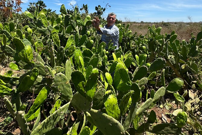 Fruit Garden and Mezcal Tasting Tour with Lunch Included - Timing, Group Size, and Why It Feels Fast