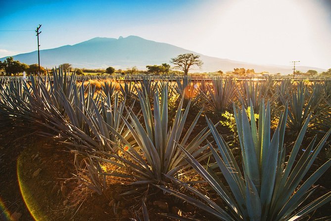 Full-Day Tequila, Jalisco from Puerto Vallarta with Tequila Experience - The guide makes it feel personal (Gus, Miguel, Thomas)