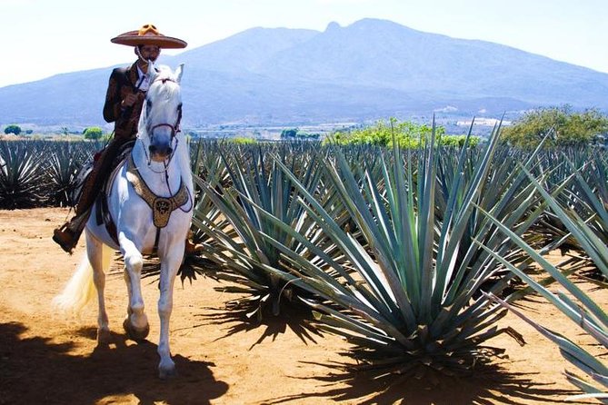Full-Day Tequila, Jalisco from Puerto Vallarta with Tequila Experience - Price and value: is $450 per person worth it?