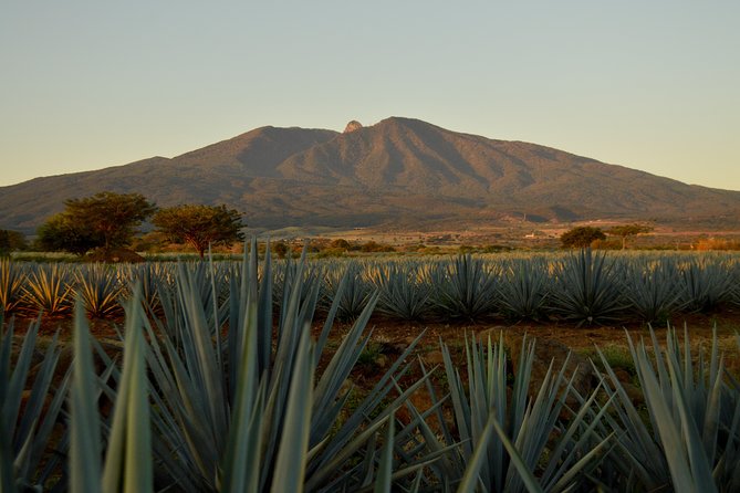 Full-Day Tequila Tour from Guadalajara - Key things to know before you go