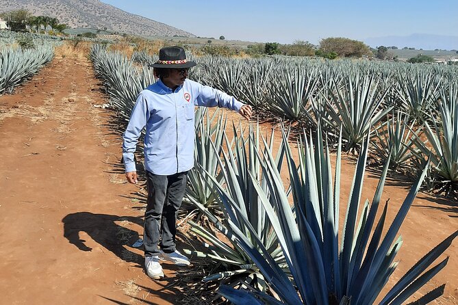 Full-Day Tequila Tour from Guadalajara - La Rojena Distillery (José Cuervo): seeing history and sampling the styles