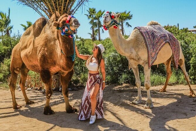 Fun Camel Ride and UTV COMBO with Tequila Tasting! - Camel, desert, and dunes: what this combo really delivers