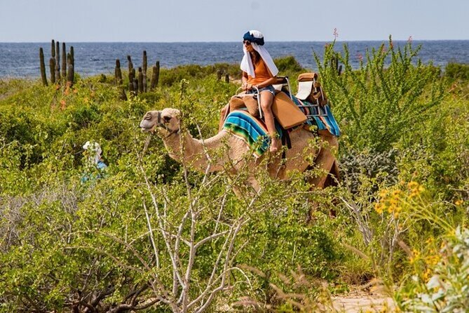 Fun Camel Ride and UTV COMBO with Tequila Tasting! - Who should book this Cabo camel + UTV combo