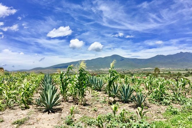 Gastronomy Experience, Culture Mezcal,Tasting & Textiles. Private Tour. - Mezcal Don Agave: tastings that start with the plant, not the glass