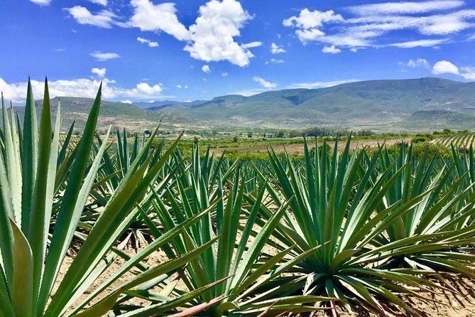 Gastronomy Experience, Culture Mezcal,Tasting & Textiles. Private Tour. - Price and logistics: is $699 per person good value?
