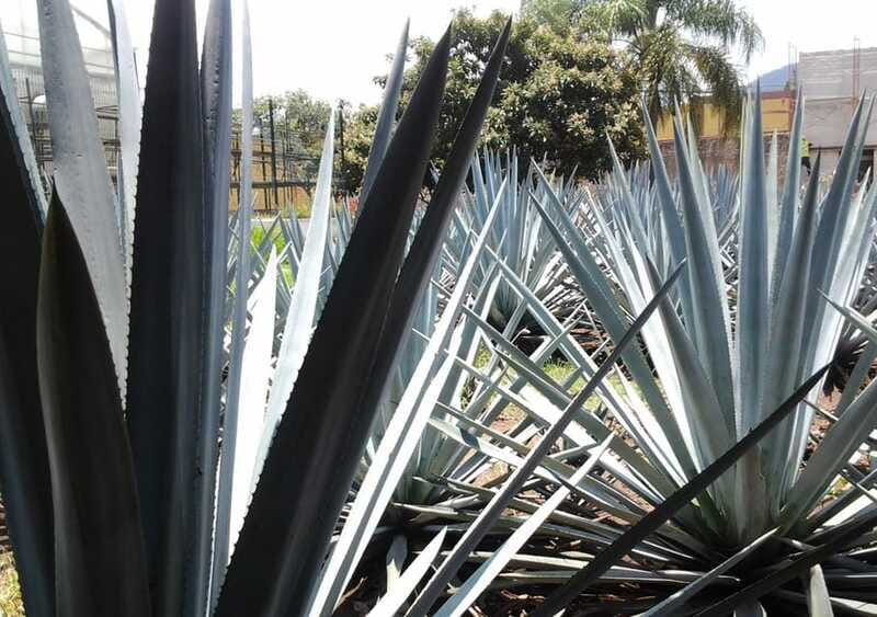 Guadalajara: Horse Riding on the Tequila Route with Tastings - Tequila downtown walking tour: compact, but useful