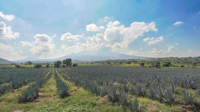Guadalajara: Premium Tequila Tour with Tastings and Pairings - Key things to know before you go