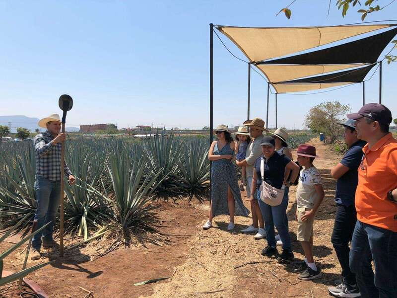 Guadalajara: Premium Tequila Tour with Tastings and Pairings - Who this tour suits best