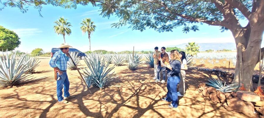Guadalajara: Tequila Day Trip with Jose Cuervo Option - Price and Value: Is $80 Worth It for a Tequila Day Trip?