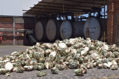 Guided Full Day Tour to Tequila and Cantaritos el Guero - Price and what you’re paying for