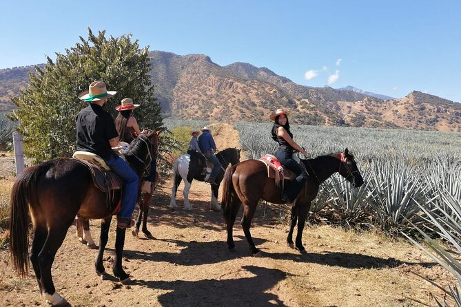 Horseback Riding Tour in The Agave Field with Lunch - La Taberna del Cofrade: lunch underground, and why it feels like a reset