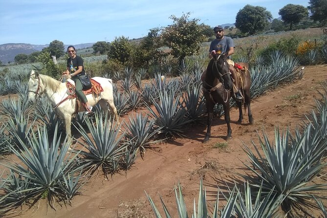 Horseback Riding Tour in The Agave Field with Lunch - Value check: what you’re really getting for the day
