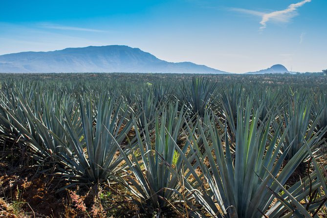 José Cuervo Tequila Day Experience from Guadalajara - José Cuervo at La Rojena: classic scale, structured explanations, real bottles