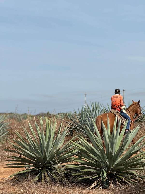 Jungle and beach horseback ride + lunch + mezcal - Should You Book This Tour?