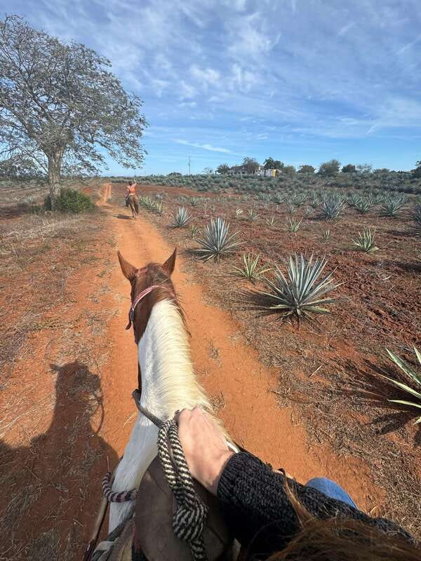 Jungle and beach horseback ride + lunch + mezcal - The 30-Minute Shopping Break: Ranch Gifts and Practical Souvenirs