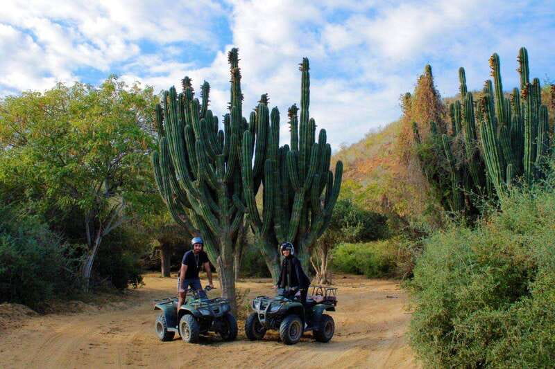 Los cabos:ATV beach&desert with transfer & tequila tasting - Nature watch during mating season: what to look for
