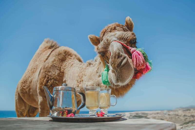 Los Cabos: Camel Ride Safari with Lunch and Tequila Tasting - Key things I’d plan around
