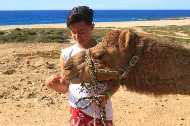 Los Cabos: Camel Ride Safari with Lunch and Tequila Tasting - Camel Time on the Edge of the Pacific