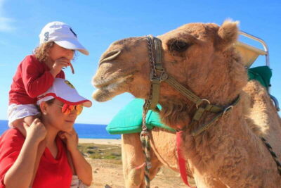 Los Cabos: Camel Ride Safari with Lunch and Tequila Tasting - The Desert Hike: What Cholla and Cactus Feel Like Up Close
